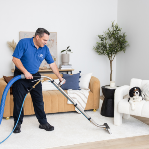 Carpet Detective Carpet Care